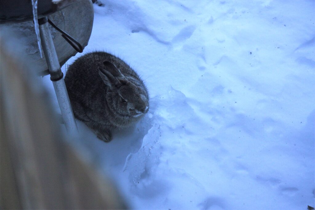Quaint Rabbit How I Let Go Of My Tunnel Vision And Got Past My Perfectionism Once ...